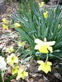 Dafodils 1